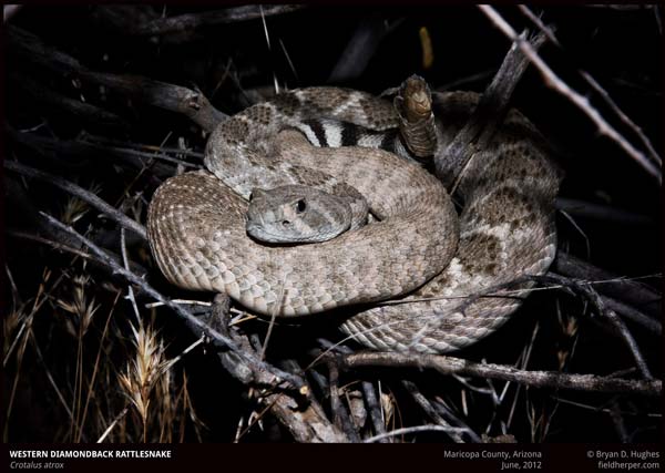 western diamondback rattlesnake